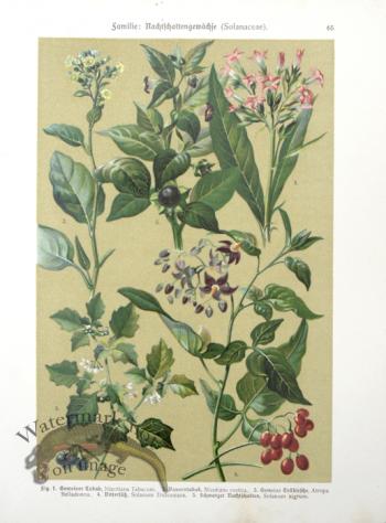 Botanical Atlas 1911 17